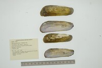 Mycetopoda pittieri image