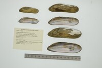 Lamproscapha ensiformis image