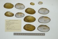 Anodontites tortilis image