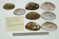 Anodontites trigona image