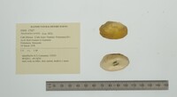Anodontites tortilis image