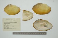 Anodontites trapesialis image