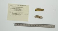 Lamproscapha ensiformis image