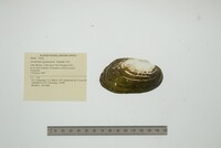 Anodontites guanarensis image