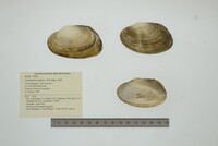 Media resource of Anodontites infossa
