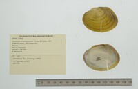 Anodontites tehuantepecensis image