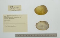 Anodontites tehuantepecensis image