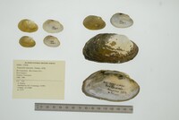 Tamsiella tamsiana image