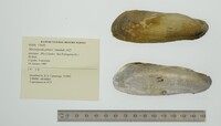 Mycetopoda pittieri image