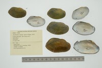 Anodontites trigona image