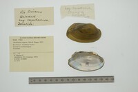 Anodontites trigona image