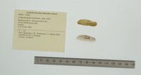 Lamproscapha ensiformis image