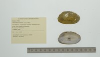 Anodontites tortilis image