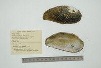 Anodontites trigona image
