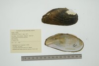 Anodontites trigona image