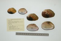 Anodontites trigona image