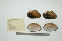 Anodontites trigona image