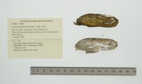 Lamproscapha ensiformis image