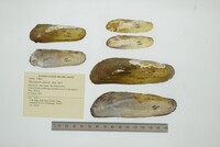 Mycetopoda siliquosa image