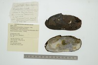 Margaritifera margaritifera image