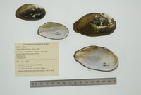 Lampsilis fasciola image
