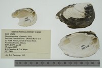 Pleurobema clava image