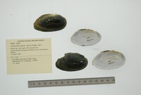 Anodontites trigona image