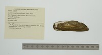 Lamproscapha ensiformis image