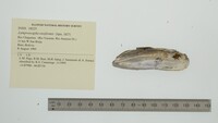 Lamproscapha ensiformis image