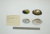 Anodontites trigona image