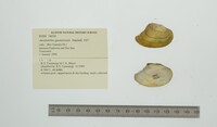 Anodontites guanarensis image
