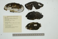 Margaritifera margaritifera image