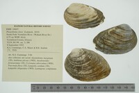 Pleurobema clava image