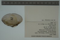 Epioblasma triquetra image