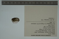 Epioblasma triquetra image