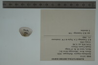 Epioblasma triquetra image