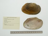 Cyrtonaias tampicoensis image