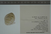 Epioblasma propinqua image