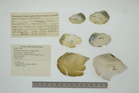 Anodontites trapesialis image