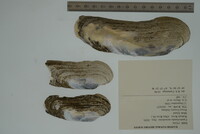 Margaritifera monodonta image