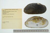 Margaritifera margaritifera image