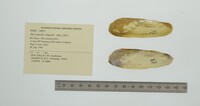 Mycetopoda siliquosa image