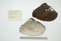 Triplodon corrugatus image