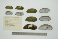 Anodontites trigona image