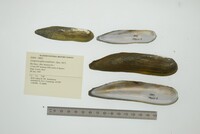 Lamproscapha ensiformis image