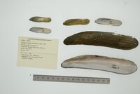 Lamproscapha ensiformis image
