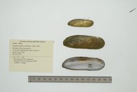Lamproscapha ensiformis image