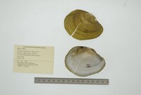 Tamsiella amazonica image