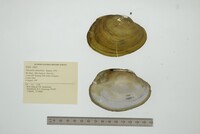 Tamsiella amazonica image