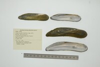 Lamproscapha ensiformis image
